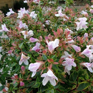 ABELIA