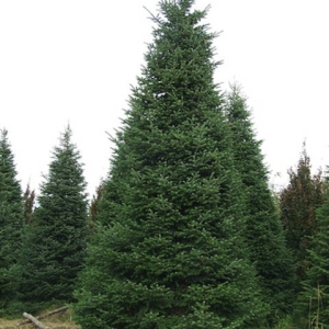 ABIES