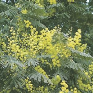 ACACIA