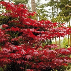 ACER