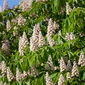 AESCULUS
