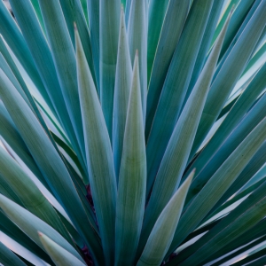 AGAVE
