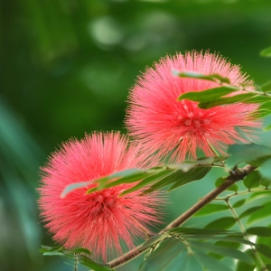 ALBIZIA