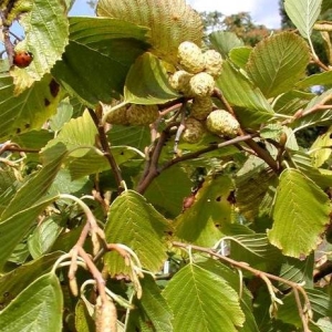 ALNUS