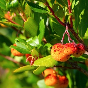 ARBUTUS