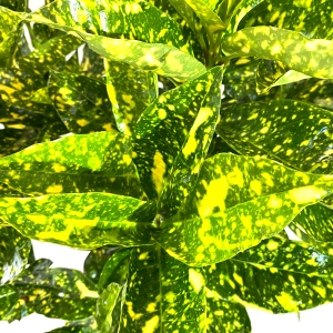 AUCUBA