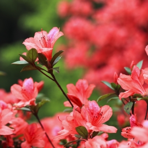 AZALEA
