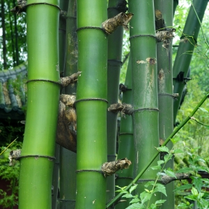 BAMBUSA