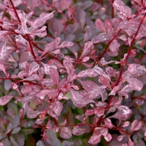 BERBERIS