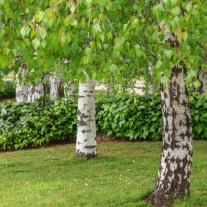 BETULA