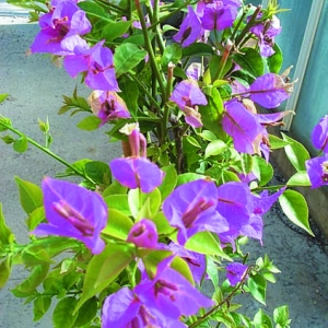 BOUGAINVILLEA