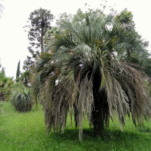 BUTIA