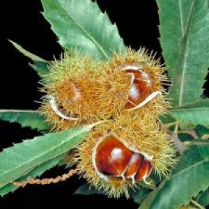 CAESALPINIA