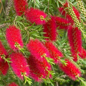 CALLISTEMON
