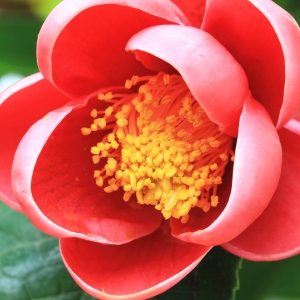 CAMELLIA