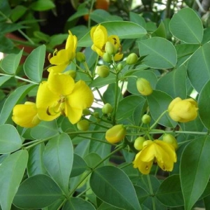 CASTANEA