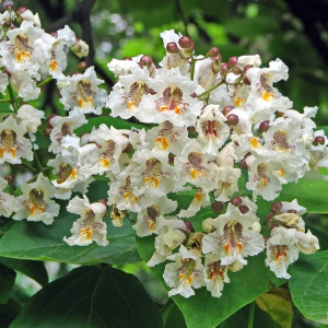 CATALPA