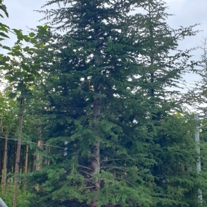 CEDRUS