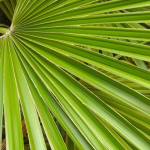 CHAMAEROPS