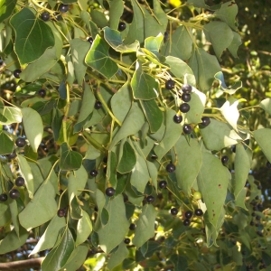 CINNAMOMUM