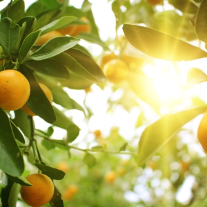 CITRUS
