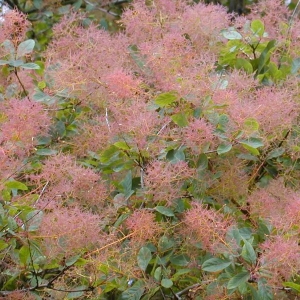 COTONEASTER