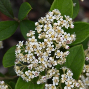 COTINUS