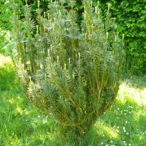 Cephalotaxus