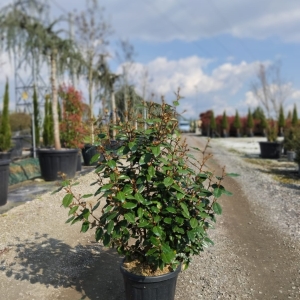 ELAEAGNUS
