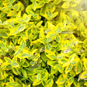 EUONYMUS