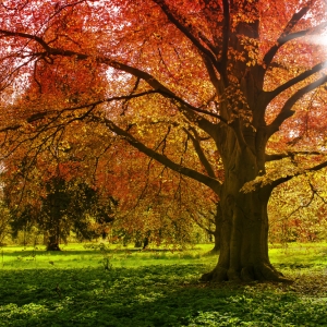 FAGUS