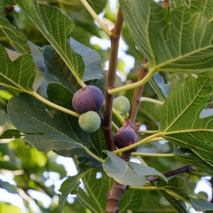 FICUS
