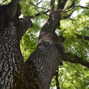 FRAXINUS
