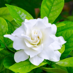 GARDENIA