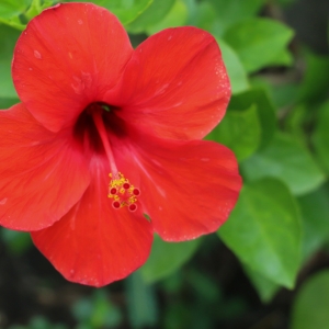HIBISCUS