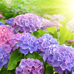 HYDRANGEA