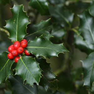 ILEX