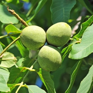 JUGLANS