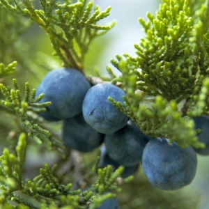 JUNIPERUS