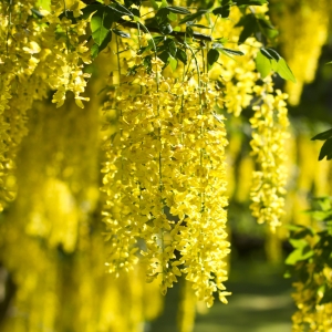 LABURNUM