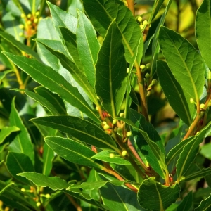 LAURUS