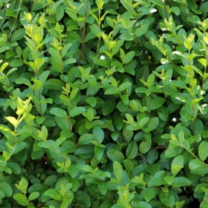 LIGUSTRUM