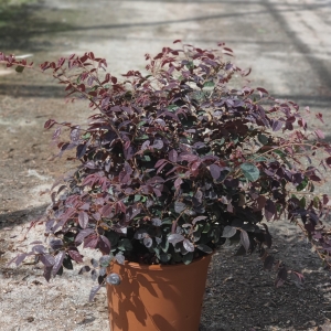 LOROPETALUM