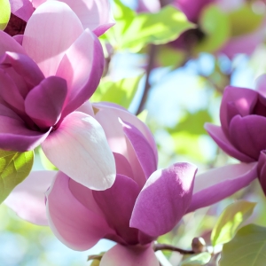 MAGNOLIA