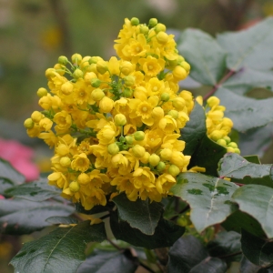 MAHONIA
