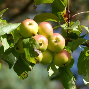 MALUS