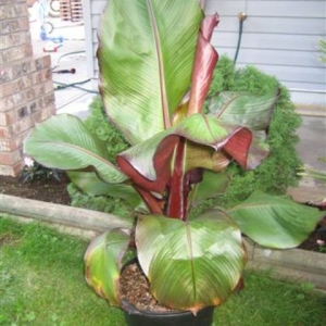 MUSA
