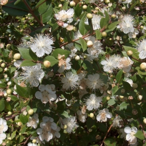 Myrtus