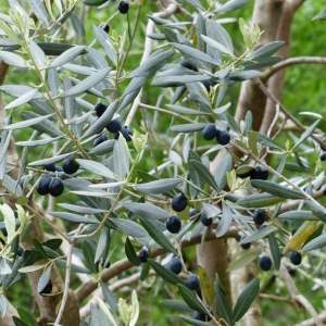 OLEA