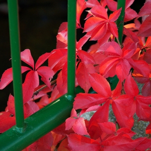 PARROTIA